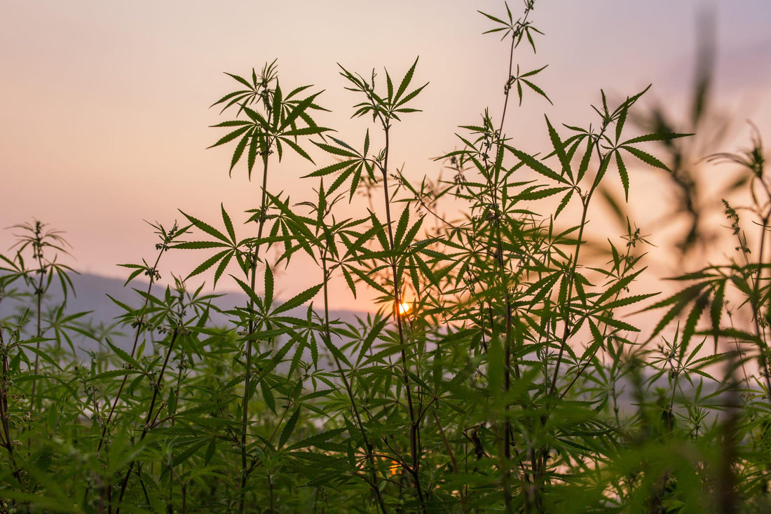 Hemp In India: Exploring The Growing Hemp Industry In India